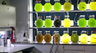 Jars of algae in a laboratory setting.