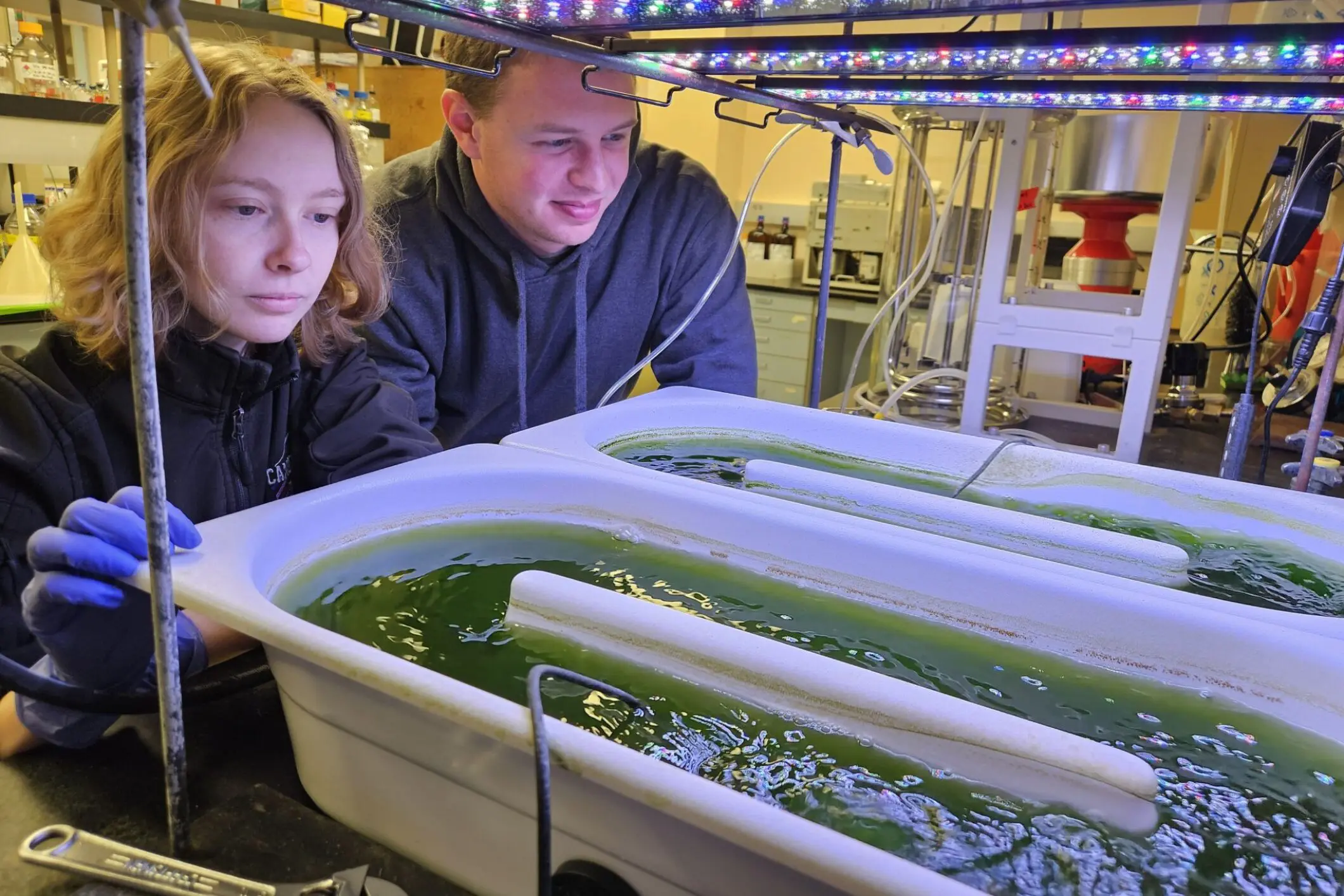 Two people observing a hydroponic system with green plants.