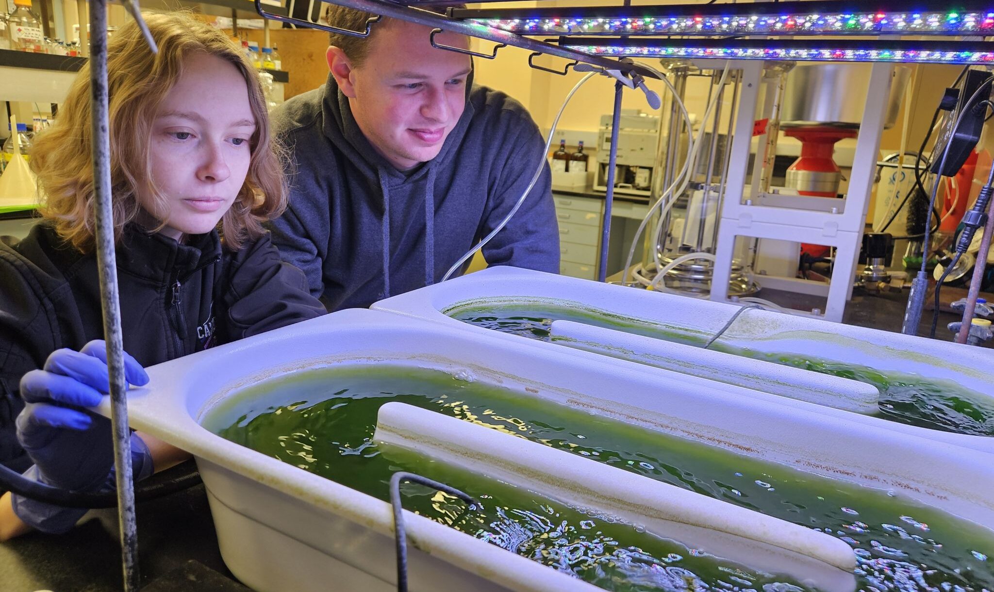 Two people observing aquatic life in a tank.